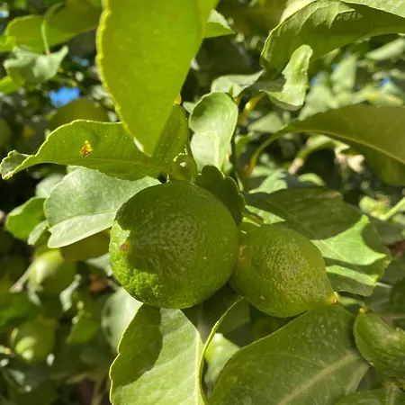 Διαμέρισμα Antico Borgo - A Due Passi Dalle Gole Alcantara Motta Camastra
